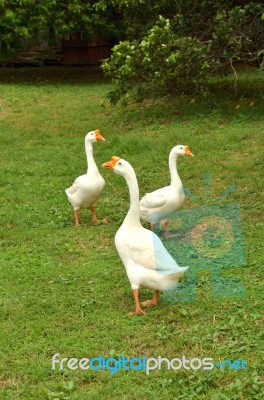 The Three Goose Stock Photo