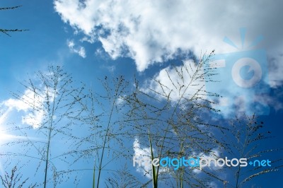 The Tree And The Bright Sky Stock Photo