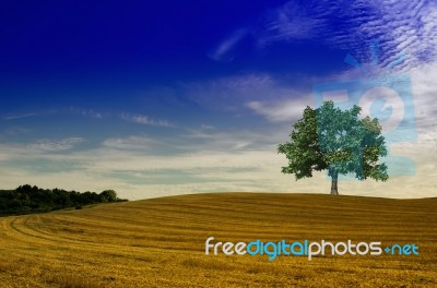 The Tree In The Field Stock Photo