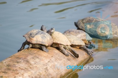 The Turtle On The Timber On Pond Stock Photo