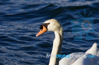 The Unsure Mute Swan Stock Photo