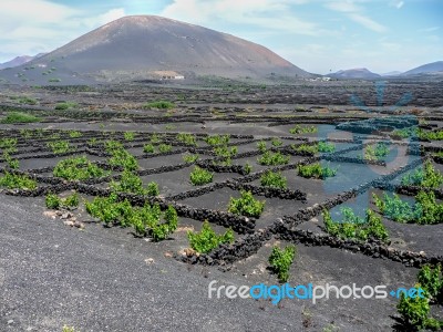 The Vines Of Lanzarote Stock Photo