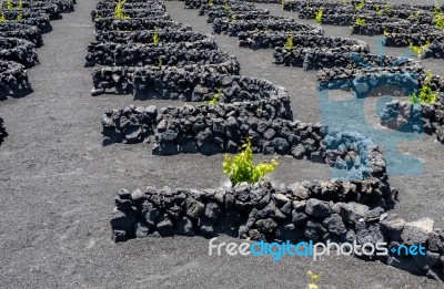 The Vines Of Lanzarote Stock Photo