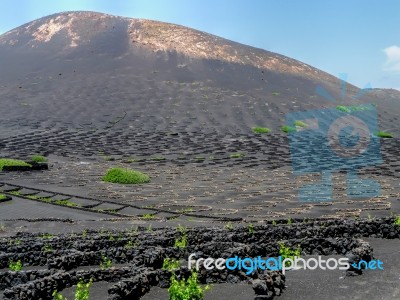 The Vines Of Lanzarote Stock Photo