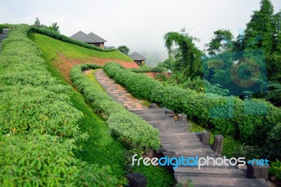 The Walkway Along With The Garden Stock Photo