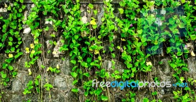 The Wall With Vine And Grass, Green Grass And Vine On The Wall Stock Photo