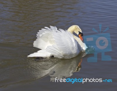 The Warrior Swan Stock Photo