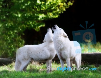 The White Wolf Stock Photo