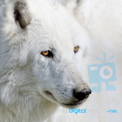 The White Wolf Stock Photo