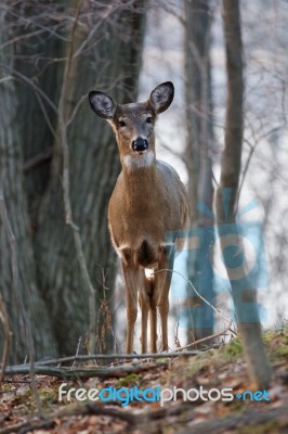 The Wide Awake Deer Stock Photo