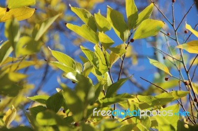 The Willow Tree Against An Especially Blue Sky, Israeli Summer 2016 Stock Photo