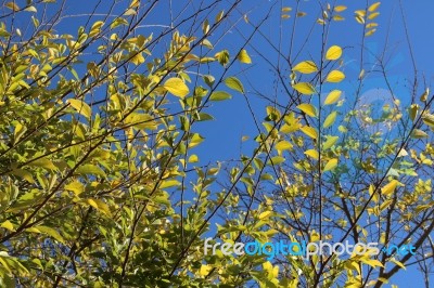 The Willow Tree Against An Especially Blue Sky, Israeli Summer 2016 Stock Photo