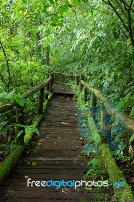 The Wooden Walkway In Rain Forest Stock Photo