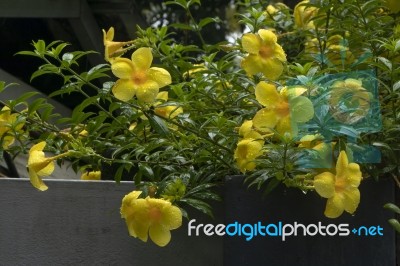 The Yellow Trumpet-flowers Stock Photo