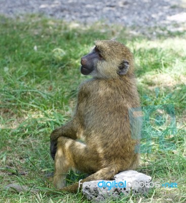 The Young Baboon Is Sitting Stock Photo