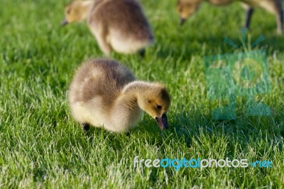 The Young Cackling Geese On The Grass Stock Photo