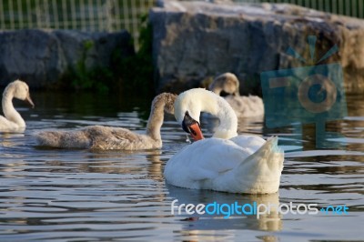 The Young Family Of The Swans Stock Photo