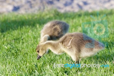 The Young Geese Are Eating The Grass Stock Photo