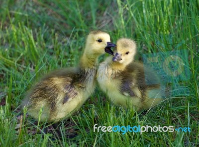 The Young Geese Are Kissing Stock Photo