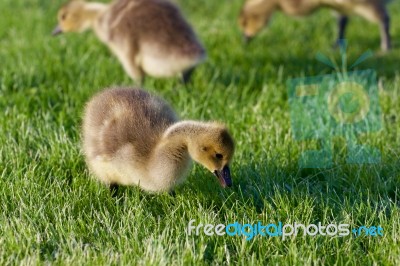 The Young Geese Are Searching For The Food Stock Photo