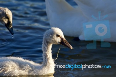 The Young Mute Swan Is Swimming And Eating Stock Photo