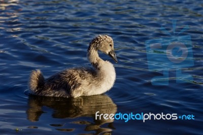 The Young Mute Swan On The Sunny Evening Stock Photo