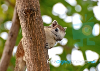 The Young Squirrel Stock Photo