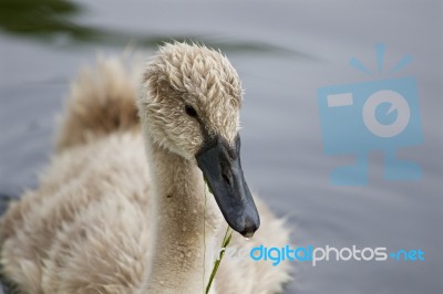 The Young Swan Beautiful Close-up Stock Photo