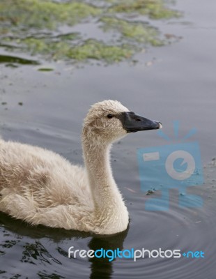 The Young Swan In The Lake Stock Photo