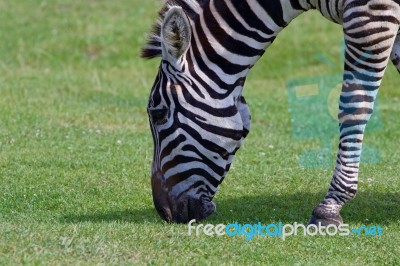 The Zebra Is Eating Stock Photo