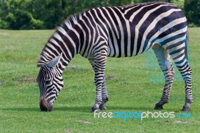 The Zebra Is Eating The Grass Stock Photo