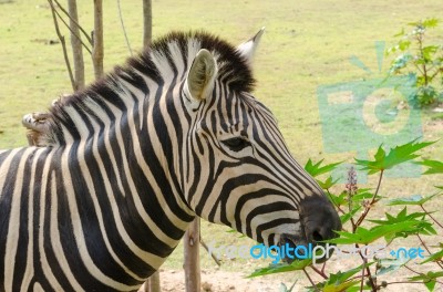 The Zebra Is Well Known In Africa With Its Distinctive Markings Stock Photo