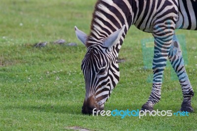 Theclose-up Of A Zebra Eating The Grass Stock Photo