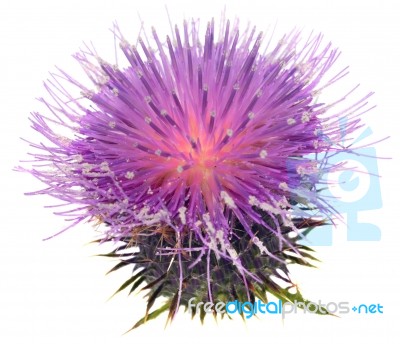 Thistle Stock Photo