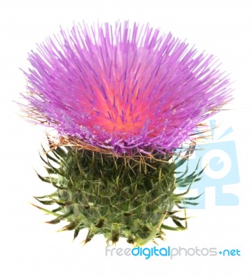 Thistle Stock Photo