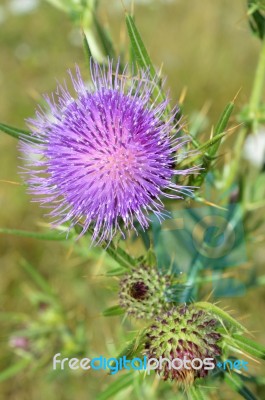 Thistle Stock Photo