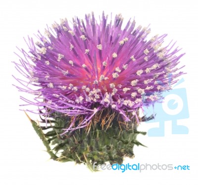 Thistle Stock Photo