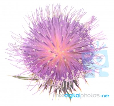 Thistle Stock Photo