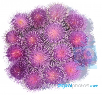 Thistle Stock Photo