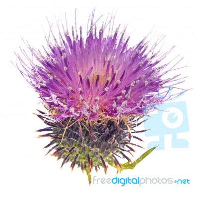 Thistle Stock Photo