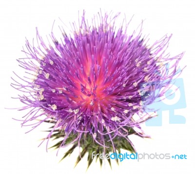 Thistle Stock Photo