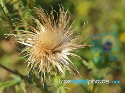 Thistle Stock Photo