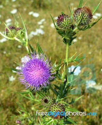 Thistle Stock Photo