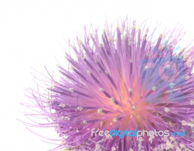 Thistle Stock Photo