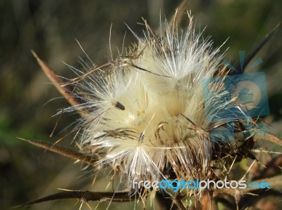 Thistle Stock Photo