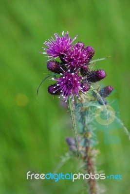 Thistle Stock Photo