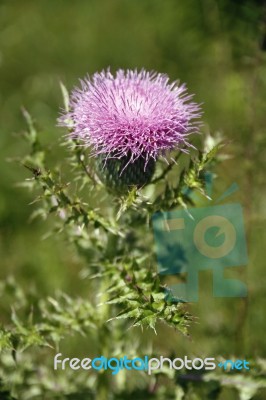 Thistle Stock Photo