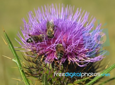 Thistle And Bees Stock Photo