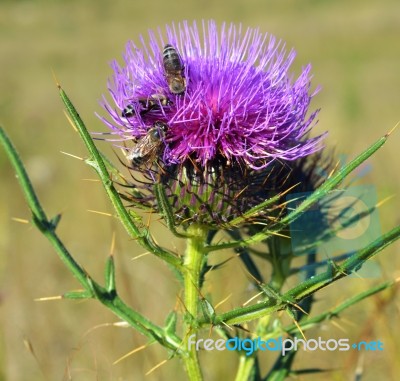 Thistle And Bees Stock Photo