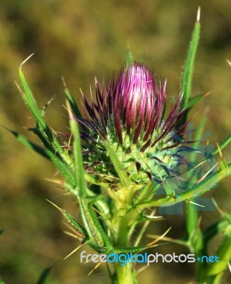 Thistle Bud Stock Photo